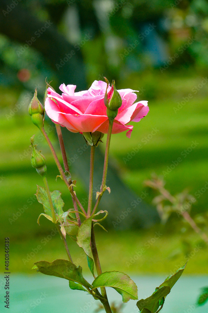 pink rose on grass and decorate the park