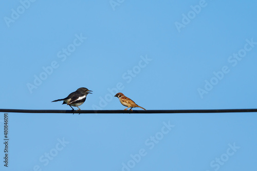 Eurasian Tree Sparrow and Oriental magpie robin. Two birds talking on cables and leave space for text input. © sompao