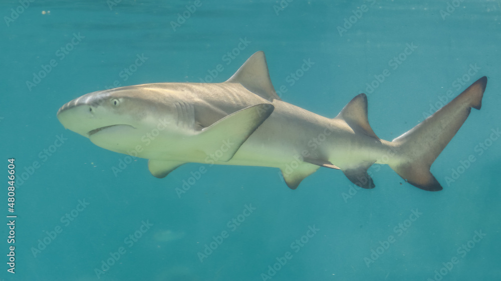 Fototapeta premium St. Thomas, United States Virgin Islands