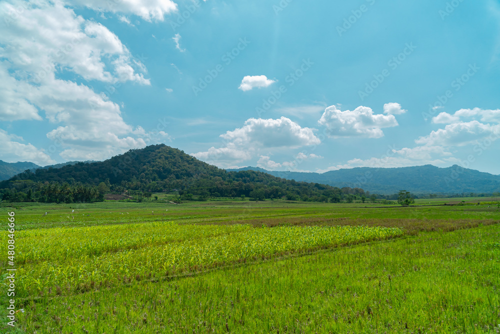 Amazing Rice Fields When Approaching Evening With Hilly Background In Countryside Is Very Quiet & Peaceful