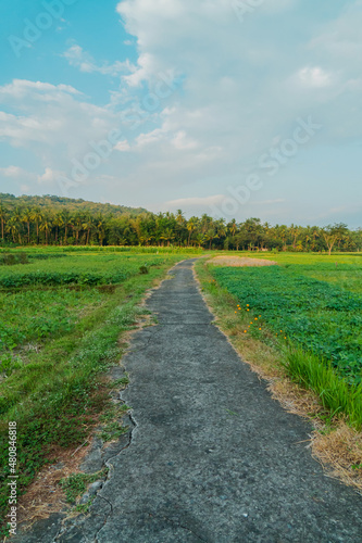 Amazing Rice Fields When Approaching Evening With Hilly Background In Countryside Is Very Quiet   Peaceful