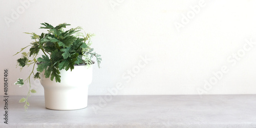 Houseplant in flowerpot on table background, banner with copy space for mock up , template