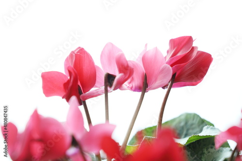 pink tulips on a white background