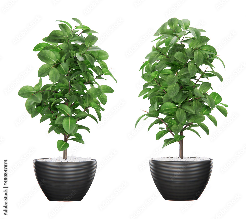Isometric plant potted 3d rendering Isometric plant potted 3d rendering