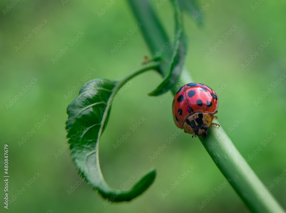 Fototapeta premium a ladybug (Coccinellidae) climbing on a plant