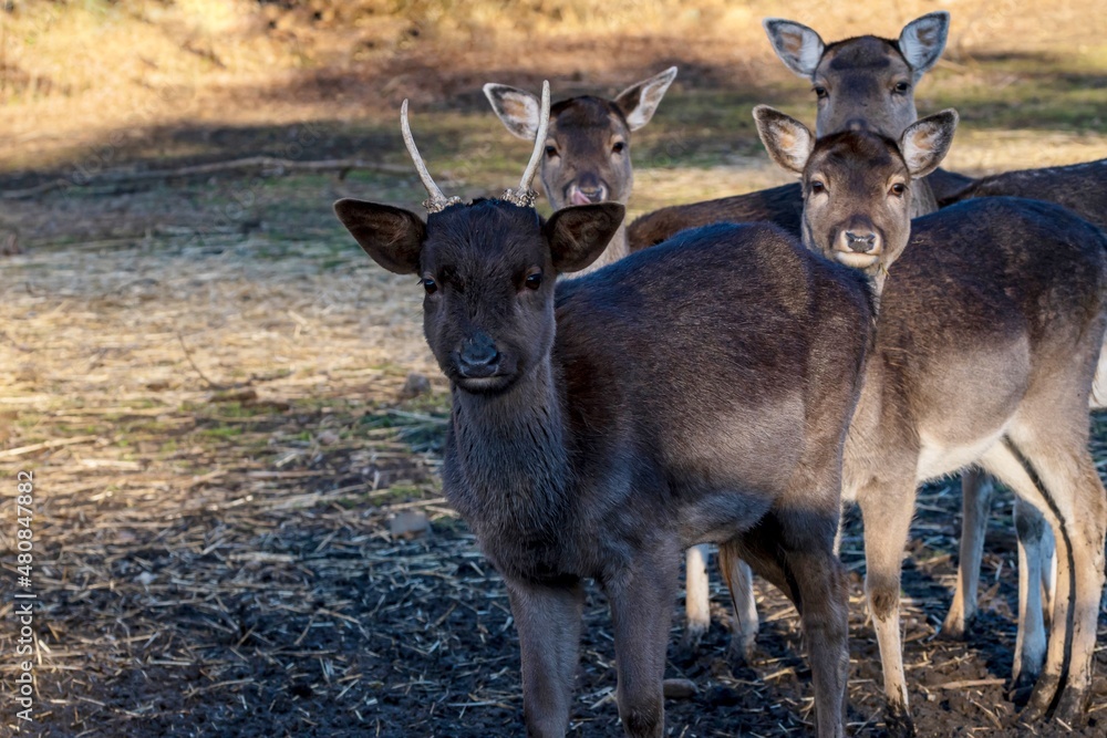 Ein junger Hirsch vom Damwild Ein junger Hirsch vom Damwild