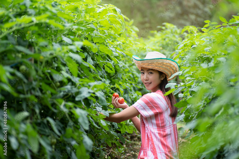 Young Asian woman harvest tomatoes in vegetable garden