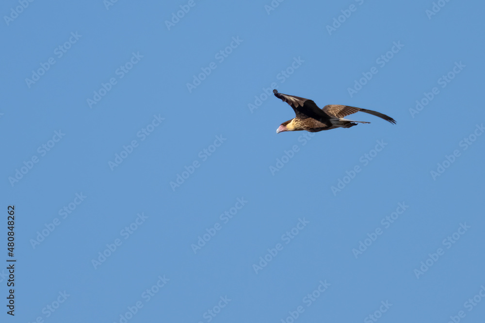 Northern Crested Caracara Northern Crested Caracara