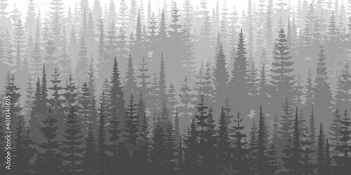 Coniferous forest in the morning haze, black and white landscape