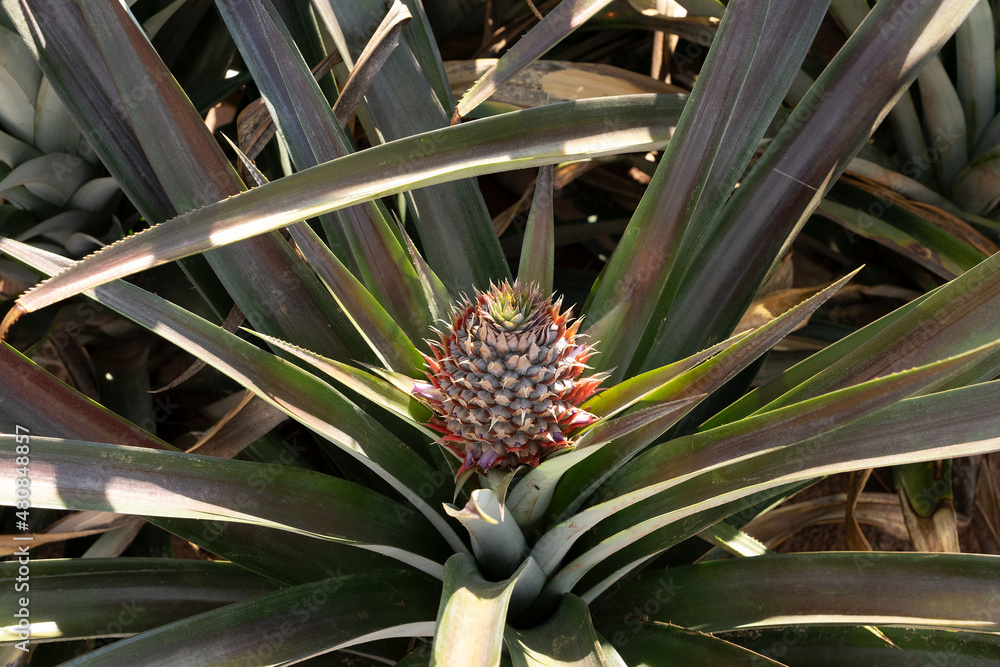 Obraz premium Baby pineapple fruit. Brazilian agriculture.