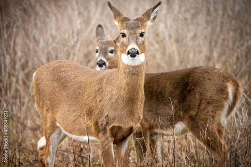 Fotografia, Obraz Two white-tailed deer (Odocoileus virginianus)in the wild