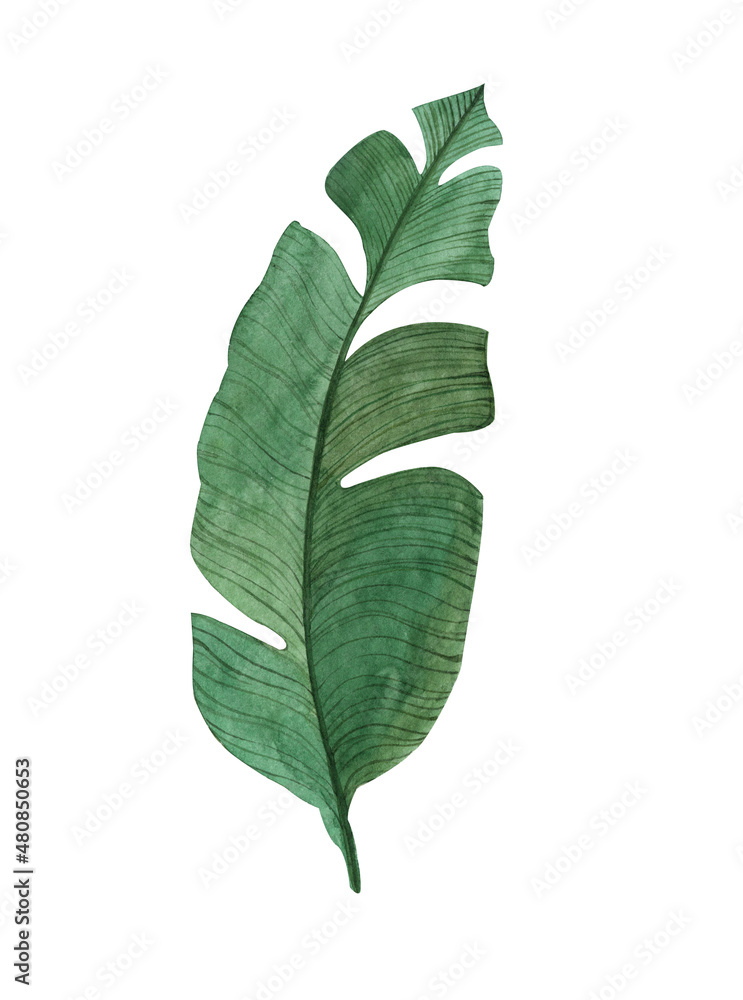 Obraz premium Watercolor green leaf of monstera. Handmade design elements are suitable for creating invitations and greeting cards. 