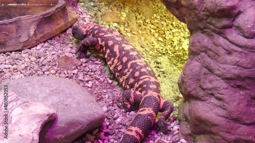 Gila monster venomous lizard walking away