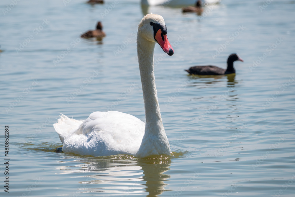 Graceful white Swan swimming in the lake, swans in the wild. Portrait of a white swan swimming on a lake. Graceful white Swan swimming in the lake, swans in the wild. Portrait of a white swan swimming on a lake.