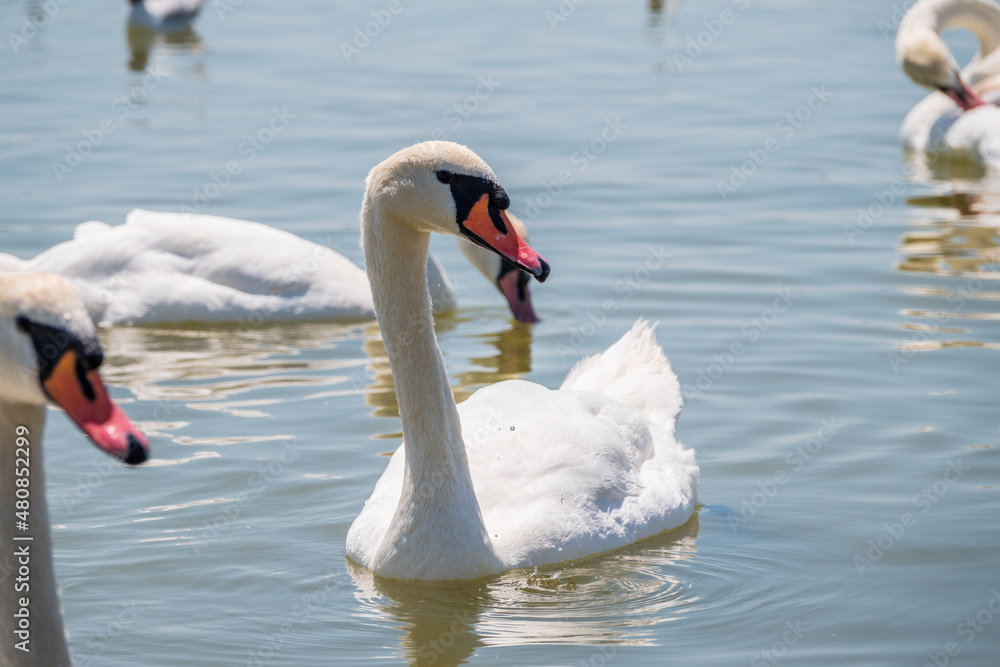 Obraz premium Graceful white Swan swimming in the lake, swans in the wild. Portrait of a white swan swimming on a lake.