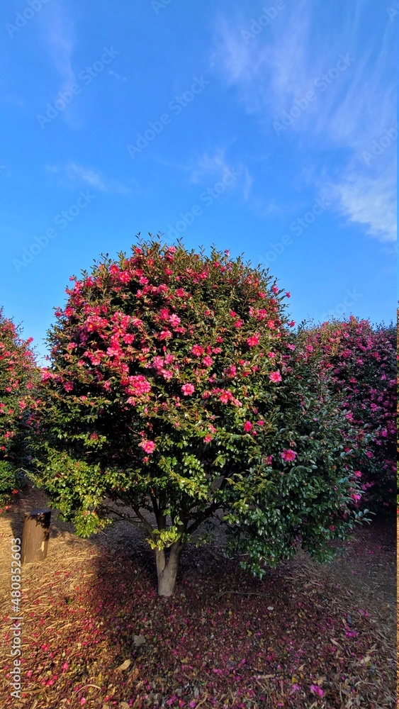 Naklejka premium camellia of winter