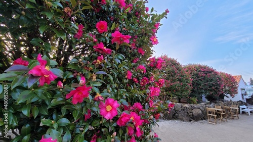 Wallpaper Mural camellia of winter Torontodigital.ca