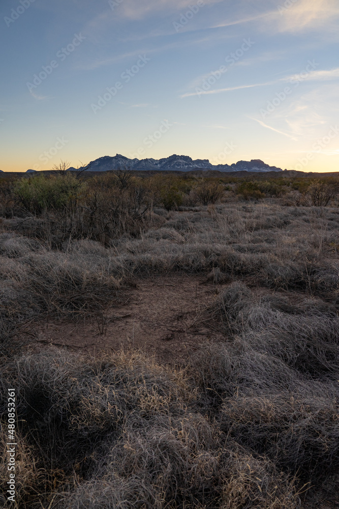 Fototapeta premium Desert scrub at sunset.