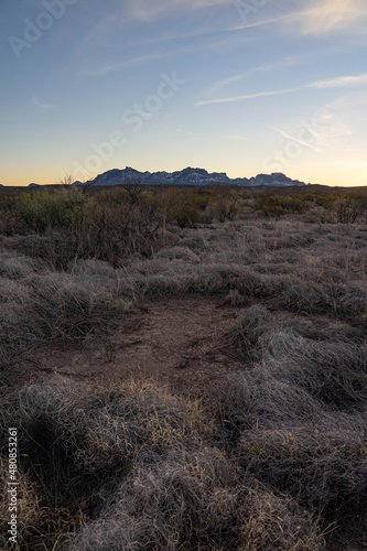 Desert scrub at sunset.