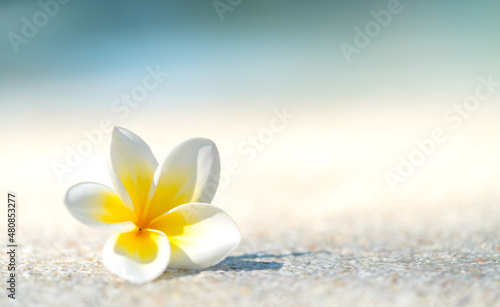 Beautiful white plumeria flower on the ground beside swimming pool  daylight image in the morning.