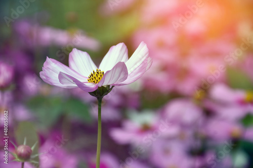 Pink cosmos flower blooming with natural blurred background  vintage style.