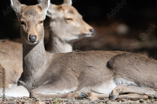 Fototapeta Naklejka Na Ścianę i Meble -  Female deer is enjoys sunbathing in the sunny spot of winter.