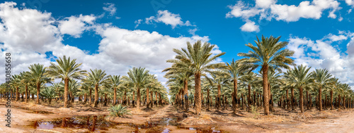 Panorama. Plantation of date palms for healthy and GMO free food production, image depicts desert and arid agriculture industry in the Middle East. 