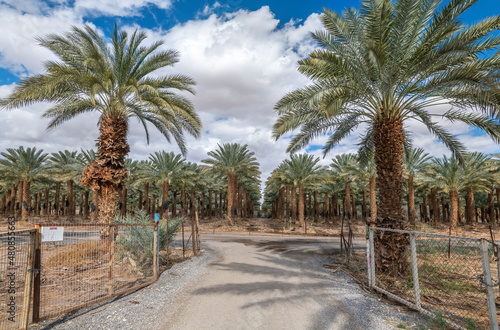 Countryside gravel road among plantations of date palms  image depicts healthy food and GMO free food production. Agriculture industry in desert and arid areas of the Middle East