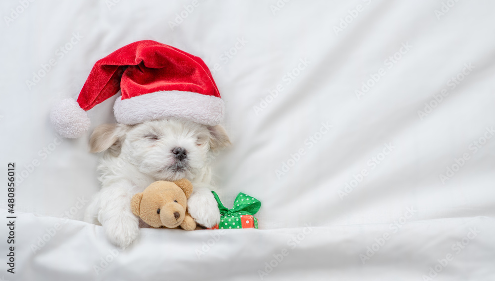 Tiny Maltese puppy wearing red santa hat sleeps with gift box and hugs favorite toy bear under white blanket on a bed at home. Top down view. Empty space for text Tiny Maltese puppy wearing red santa hat sleeps with gift box and hugs favorite toy bear under white blanket on a bed at home. Top down view. Empty space for text