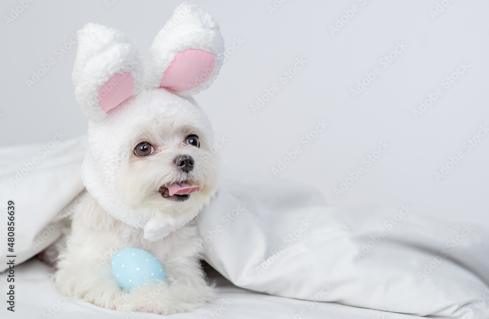 Maltese puppy puppy wearing easter rabbits ears lies with  painted egg on a bed under warm white blanket at home. Empty space for text