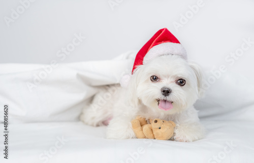 Maltese puppy wearing red santa hat lies on a bed under white blanket at home and hugs favorite toy bear. Empty space for text © Ermolaev Alexandr