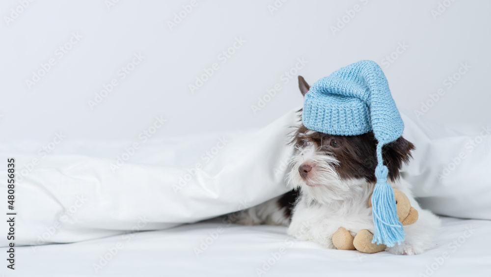 Biewer Yorkshire terrier puppy wearing warm hat hugs toy bear under warm blanket on the bed at home and looks away on empty space
