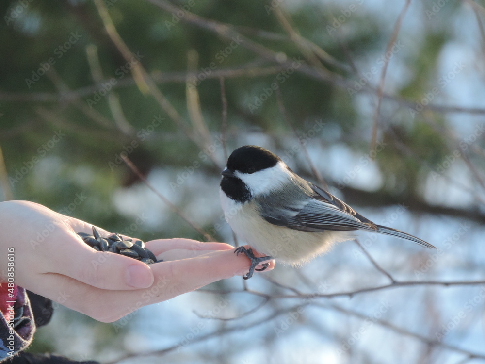 Fototapeta premium hiver 2022