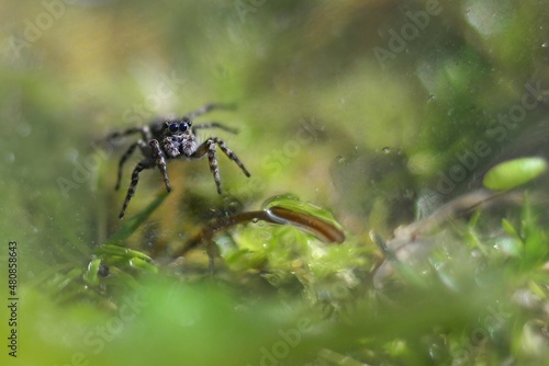 macro photography of a spider sitting on a plant