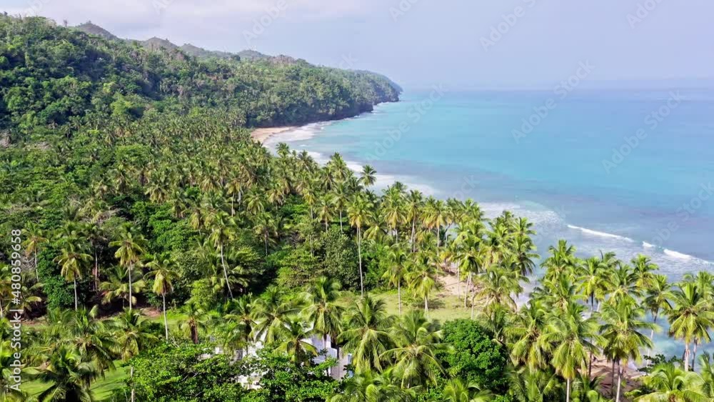 Aerial over palm trees at Playa Coson, view of azure Caribbean sea Aerial over palm trees at Playa Coson, view of azure Caribbean sea