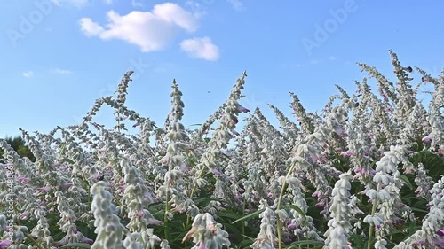 Slow motion. Mexican blue sage flowers outdoors blowing in wind. photo