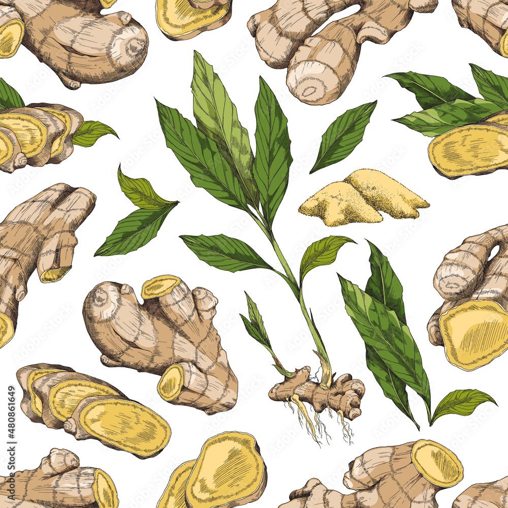 Seamless repeatable pattern with ginger plant, hand drawn vector illustration.