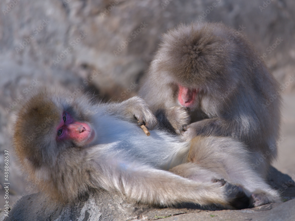 Naklejka premium お腹を上に向けて蚤を取ってもらう猿と、その蚤を食べる猿