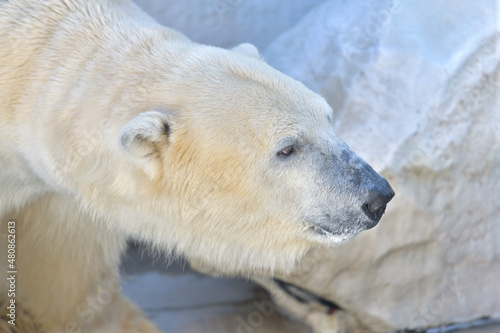 穏やかな表情のシロクマの横顔