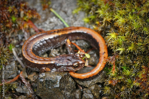 Closeup on an orange form of the Western redback salamander on the forest floor