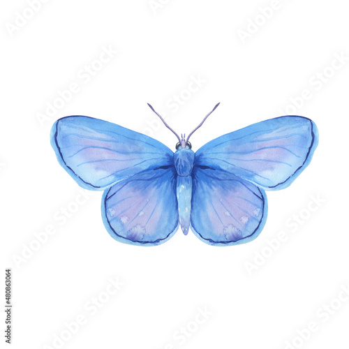Watercolor butterfly isolated on white background. Bright blue butterfly hand drawn illustration © Elena