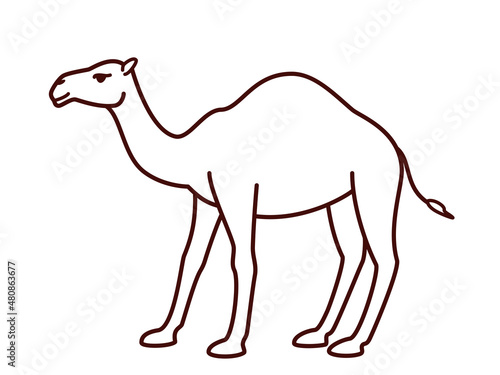 Vector camel in outline style, coloring page for children, illustration of dromedary camel, line art drawing
