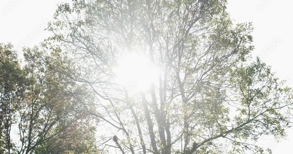 Nature forest green tree magic sunlight beam light in woodland. Beautiful rays of sunlight in tranquil green forest. Sumbeam through ray light outdoors park. Natural Blurred background summer time. Nature forest green tree magic sunlight beam light in woodland. Beautiful rays of sunlight in tranquil green forest. Sumbeam through ray light outdoors park. Natural Blurred background summer time.