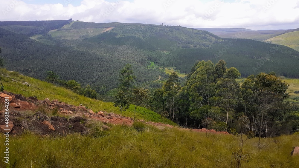 Obraz premium forest from the mountain view 