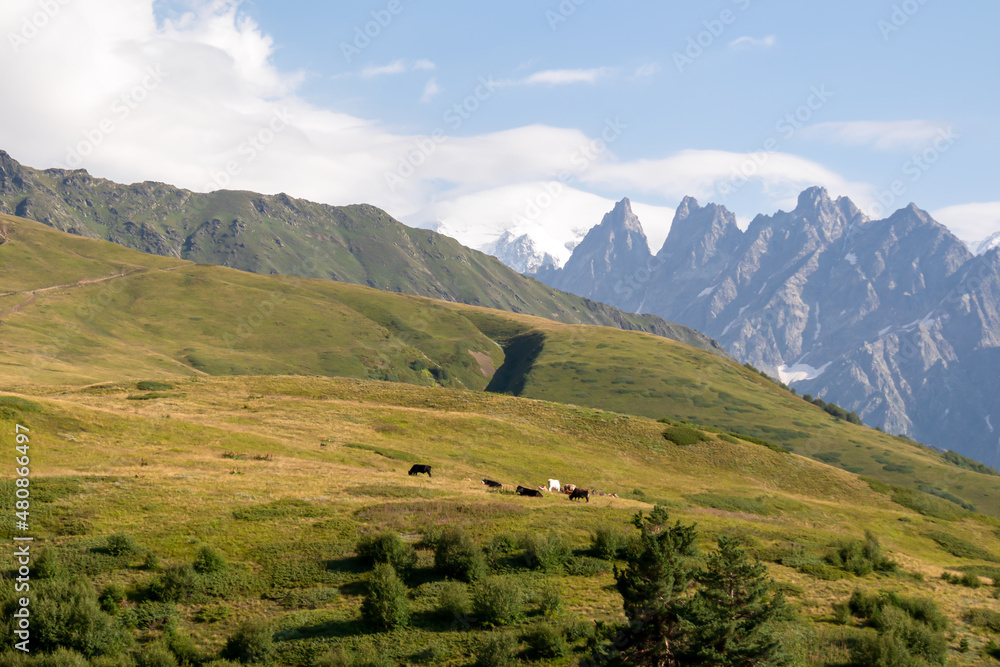 Grazing cows with an amazing view on the sharp Svaneti mountain peaks near Mestia in the Greater Caucasus Mountain Range, Upper Svaneti, Country of Georgia.Hiking trail to the Koruldi Lakes.