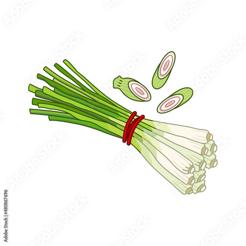 Lemongrass spice vector realistic colored botanical illustration