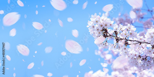 Konstfotografi 桜と舞い上がる花びら