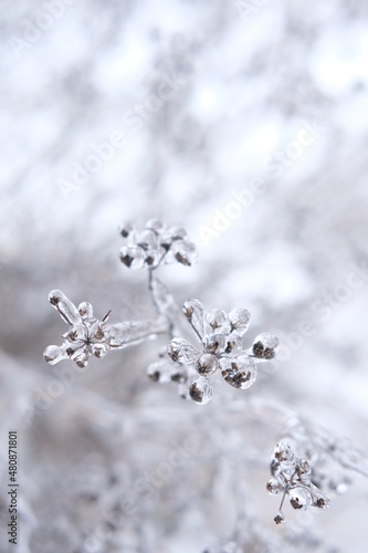 Freezing flower plant in ice on the snow meadow.High vertical quality photo