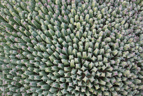 Cactus (euphorbia resinifera) with prickly thorns as found in nature photo