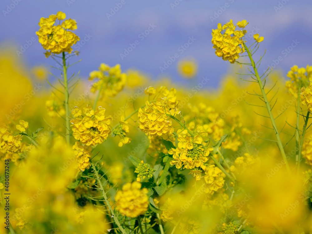 風景素材　早春の菜の花畑
